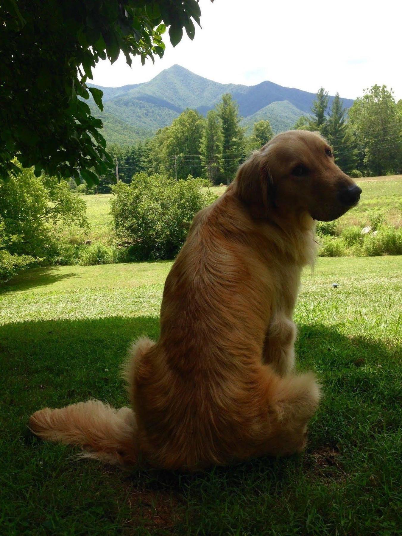 Candler Pisgah View Ranch酒店 外观 照片